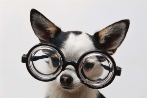 Dog-w-Glasses